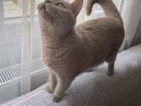 Acil satılık british shorthair