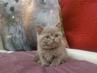 British shorthair LİLAC yavrumuz