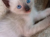 SİYAM KEDİLER MAVİ GÖZ ORJİNAL CANLI GELİP BAKABİLİRSİNİZ