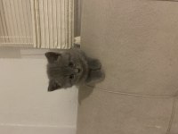 Yavru scottish fold minnoşlarımız