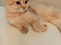 British shorthair golden de black golden yavrular