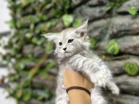 Şecereli üretim izinli maine coon yavrular