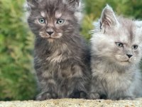 Lüks ve Üst Kalite Maine Coon Yavruları