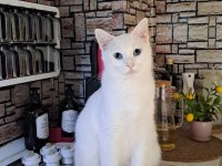 KEDİMİZ MUFFİNİMİZE KALICI YUVA ARIYORUZ