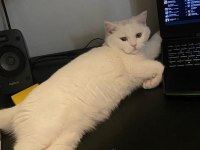 Minik eğlenceli british longhair oğlum yuva arıyor