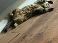 Ücretsiz sahiplendirme british shorthair