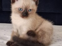 British Shorthair Yavrularımız