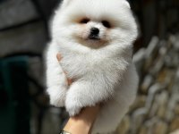 Mersin Pomeranian Boo