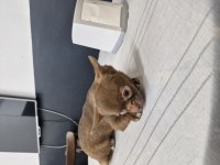Chihuahua tatlı yavru köpeğimiz