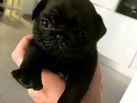 KAPKARA PUG BEBEKLER