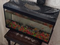 Sultan papağanı takaslık akvaryum
