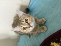 Kedimiz sara yeni yuva arıyor