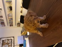 2 aylık erkek toy poodle