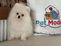 Show kalite pomeranian boo yavrularımız