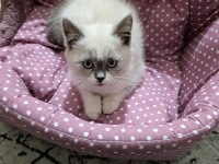 Çok tatlı british shorthair kedim