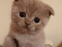 Scottish Fold Yeni Yuvasını Bekliyor