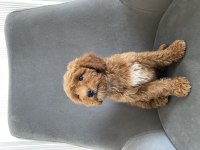 Toy Poodle Dişi Yavrumuz Yeni Ailesini Aramakta