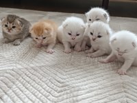 SEÇERELİ BABANIN TOMBİK BEBEK KEDİLERİ