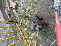 Daha Önce 2 Doğum Yapmış Anaç Bir Cane Corso
