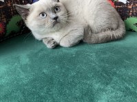 Blue point yavru british shorthair