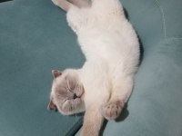 Çok güzel scottish fold
