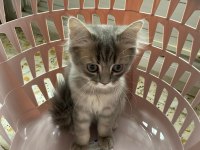 CİNS KEDİ SAHİPLENDİRME ACİL