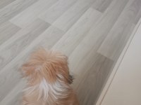 Shıh tzu safkan dısı