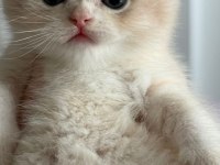 British Shorthair Ny Ay bebekler