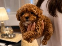 Maltipoo Yavrular Orijinal Ev Üretimi