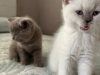 Yavru british shorthair