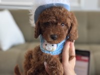 Büyümeyen boy Teacup poodle bebeğim
