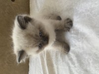 British Shorthair British Blue Point Yavruları 1 aylık