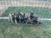 Hırs küpü malinois