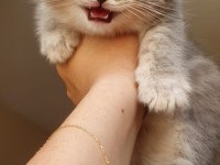 Ev ortamında büyüyen british longhair