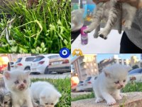 British shorthair erkek ve dişiler