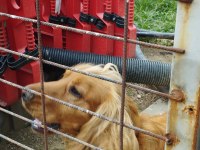 Köpeğimize yeni ailesini arıyoruz