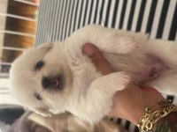 Beyaz pekinez köpeği