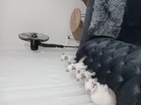 Pamuk şekerlerim yeni yuvasını arıyor scottish fold
