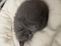55 günlük british shorthair dişi yavrularımız