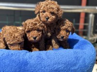 Yasal ruhsatlı çiftlikden toy poodle yavrularımız