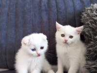 Pofuduk scottish fold white