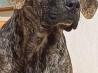 Yavru cane corso köpeği