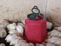 Çok Sağlıklı Bıldırcınlar