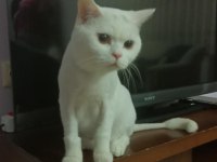 BRİTİSH SHORTHAİR BEYAZ KEDİMİZ YUVASINI ARIYOR