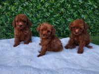 Ruhsatlı Köpek Çiftliğinden Toypoodle Yavrularımız