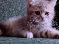 British longhair İstanbul içinde ulaşımını sağlıyorum
