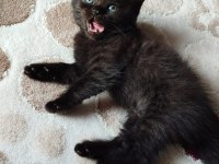 Uygun fiyatla british shorthair
