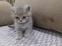 british shorthair kedisi