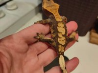 Yavru crested gecko