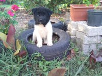 Amerikan Akita yavrularımız